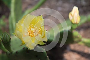 Prickly Pear Yellow Blooms