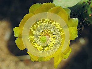 Prickly pear yellow flower