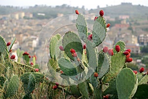 Prickly pears