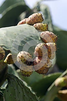 Prickly Pears