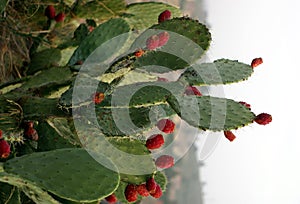 Prickly pears