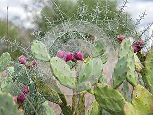 Prickly pears on a bush