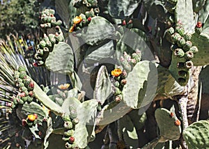 Prickly pears cactus with golden flowers
