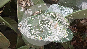 Prickly pears with a cochineal infestation.