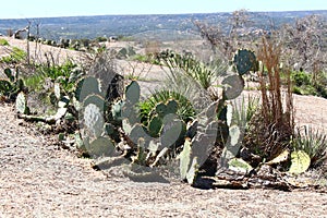 Prickly Pears at Enchanted Rock