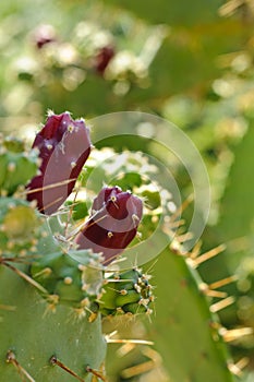 Prickly pears fruits on a paddle cactus (Opuntia)