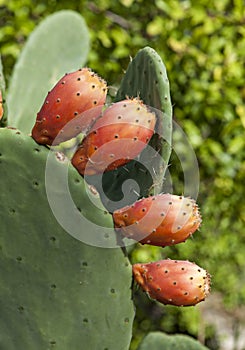 Prickly pears and leaves