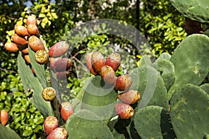 Prickly pears and leaves