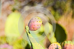 Prickly pears nature background