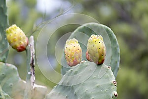 Prickly pears nature