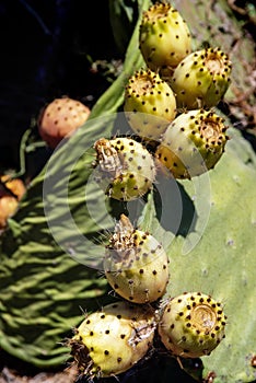 Prickly pears Opuntia ficus-indica, known also as Fichi d`india photo