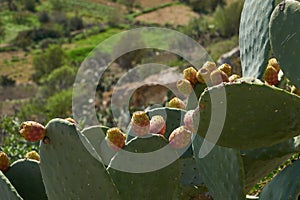 Prickly Pears Opuntia growing wild