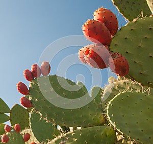 Prickly pears on plant