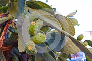 Prickly pears on the plant on the sky. Cactus leaves prickly pear with fruits close up with thorns. high quality italian food