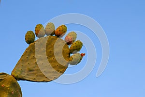 Prickly pears on the plant on the sky. Cactus leaves prickly pear with fruits close up with thorns. high quality italian food