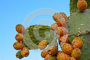 Prickly pears on the plant on the sky. Cactus leaves prickly pear with fruits close up with thorns. high quality italian food