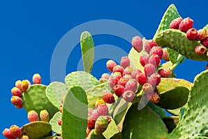 Prickly pears with red fruits and blue sky in background