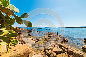 Prickly pears by the sea in Santa Maria Navarrese photo