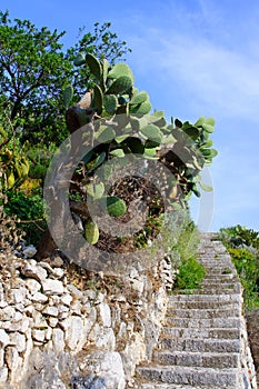 Prickly pears and staircases photo