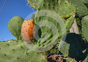 Prickly pears, widespread in the wild throughout the south of Italy