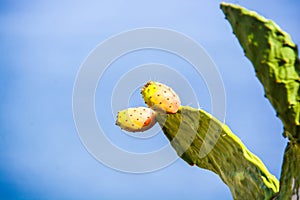 Prickly pears nature background
