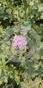 Prickly Pink flower   prickly garden care pictures