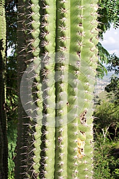 Prickly Plant