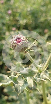 Prickly Plant flowers   outdoor activities photography