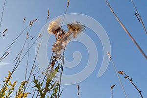 Prickly plant with a furry flower against the sky. Bottom view