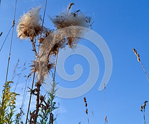 Prickly plant with a furry flower against the sky. Bottom view