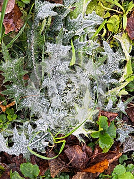 Prickly plant with thorns covered with hoarfrost among the fallen leaves. The first frost in November