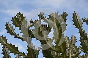 Prickly Points of a Cactus in Aruba.