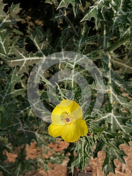 Prickly poppy flower in the India, Indian argemone Mexicana flower,  yellow color flower.