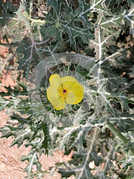 Prickly poppy flower in the India, Indian argemone Mexicana flower,  yellow color flower.