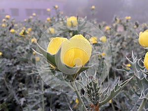 Prickly poppy flower in the India, Indian argemone Mexicana flower,  yellow color flower.