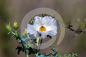 Prickly Poppy grows wild in Organ Mountains-Desert Peaks National Monument in New Mexico photo