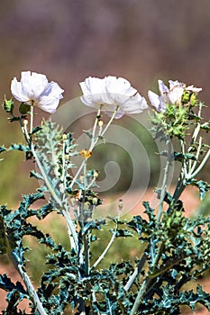 Prickly Poppy grows wild in Organ Mountains-Desert Peaks National Monument in New Mexico