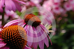 Prickly Purple Flowers