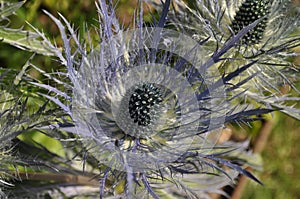 Prickly purple and green Sea Holly flower, macro