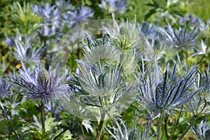 Prickly purple and green Sea Holly flowers, macro
