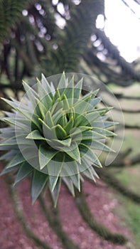 Prickly puzzle: Araucaria Araucana in bloom