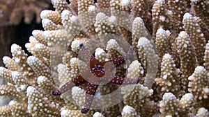 Prickly red sea stars Gomophia egyptiaca on coral underwater of Egypt.