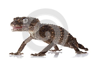 Prickly Rough Knob-tailed Gecko