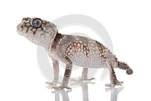 Prickly Rough Knob-tailed Gecko