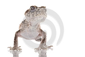 Prickly Rough Knob-tailed Gecko