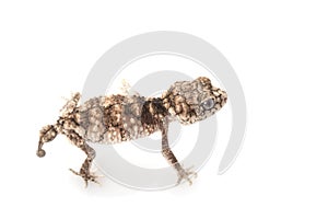 Prickly Rough Knob-tailed Gecko