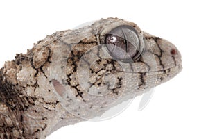 Prickly Rough Knob-tailed Gecko