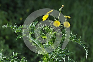 Prickly or Rough Sow-thistle