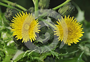 Prickly or Rough Sow-thistle