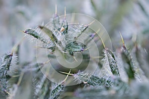 Prickly or Rough Sow-thistle